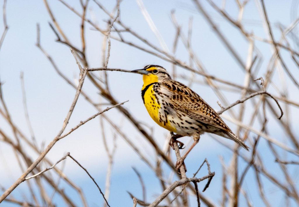 Western Meadowlark